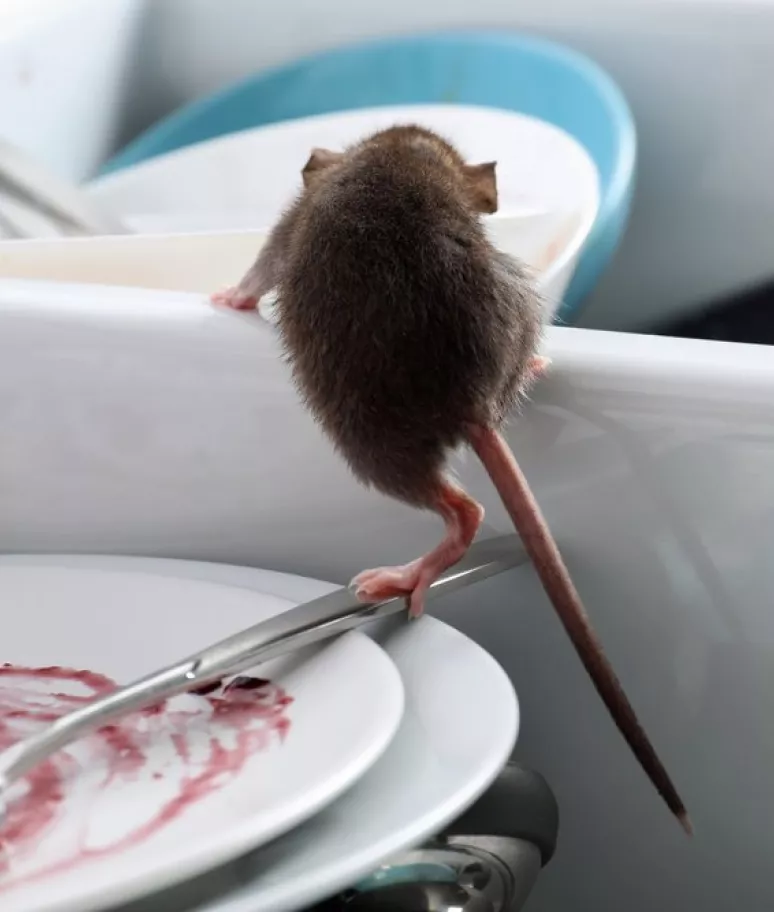 Nuisibles Rats et souris