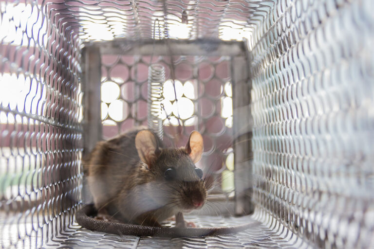 Appât et piège contre les rats - DGL Habitat