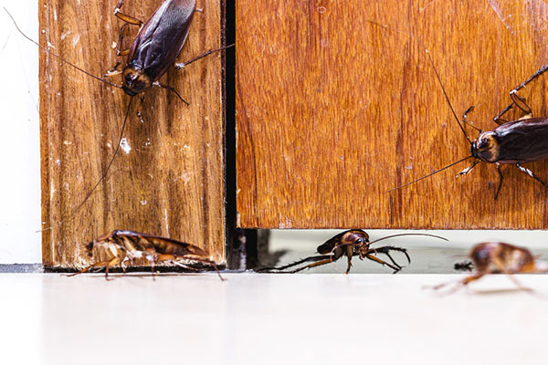 Infestation de cafards dans une cuisine - DGL Habitat